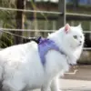 100745-5cad42.webp Reflective Cat & Dog Harness Leash Set