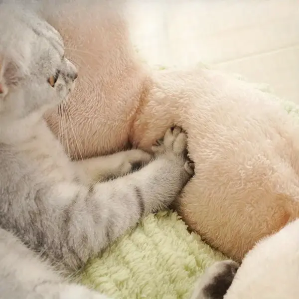 101145-de1194.webp Fluffy Cat & Puppy Bed - Plush Winter Pet House & Cushion