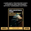 110926-4360de.webp Bird Droppings Gone Without Paint Damage – A Practical Guide on how to remove bird droppings from car paint Safely & Easily